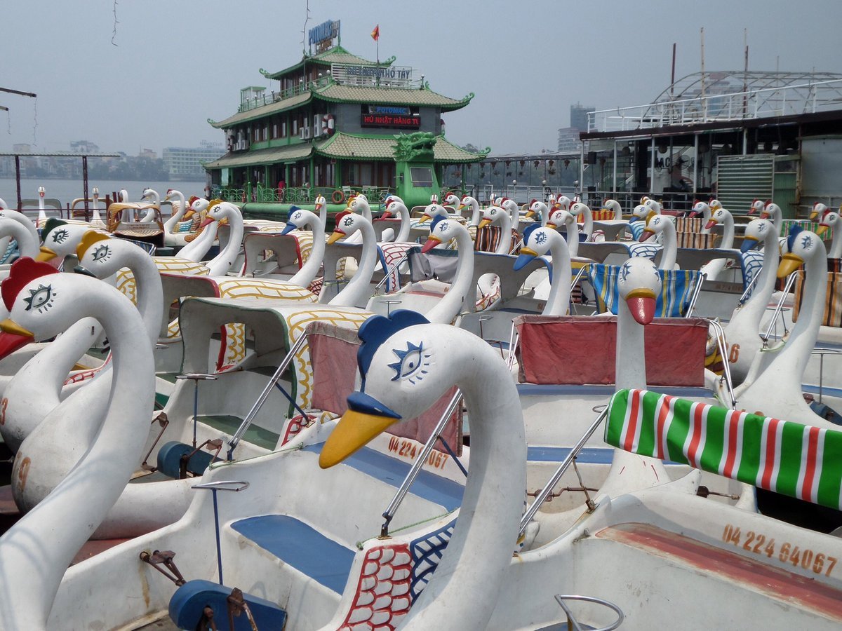 A flock of evil-looking swans