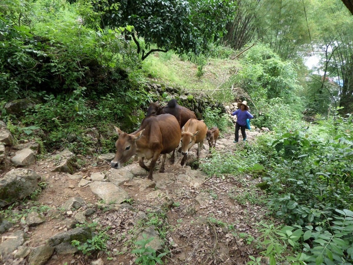 Herding cows up the hill