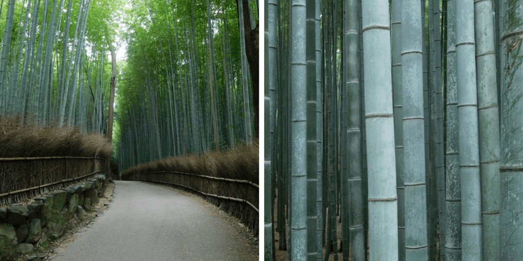 Bamboo magic