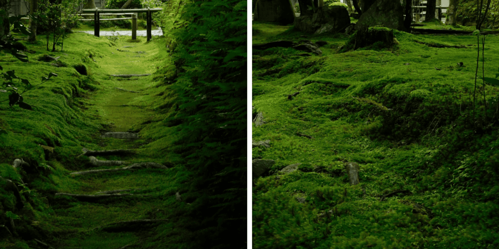 Warm moist conditions are ideal for natures carpet.